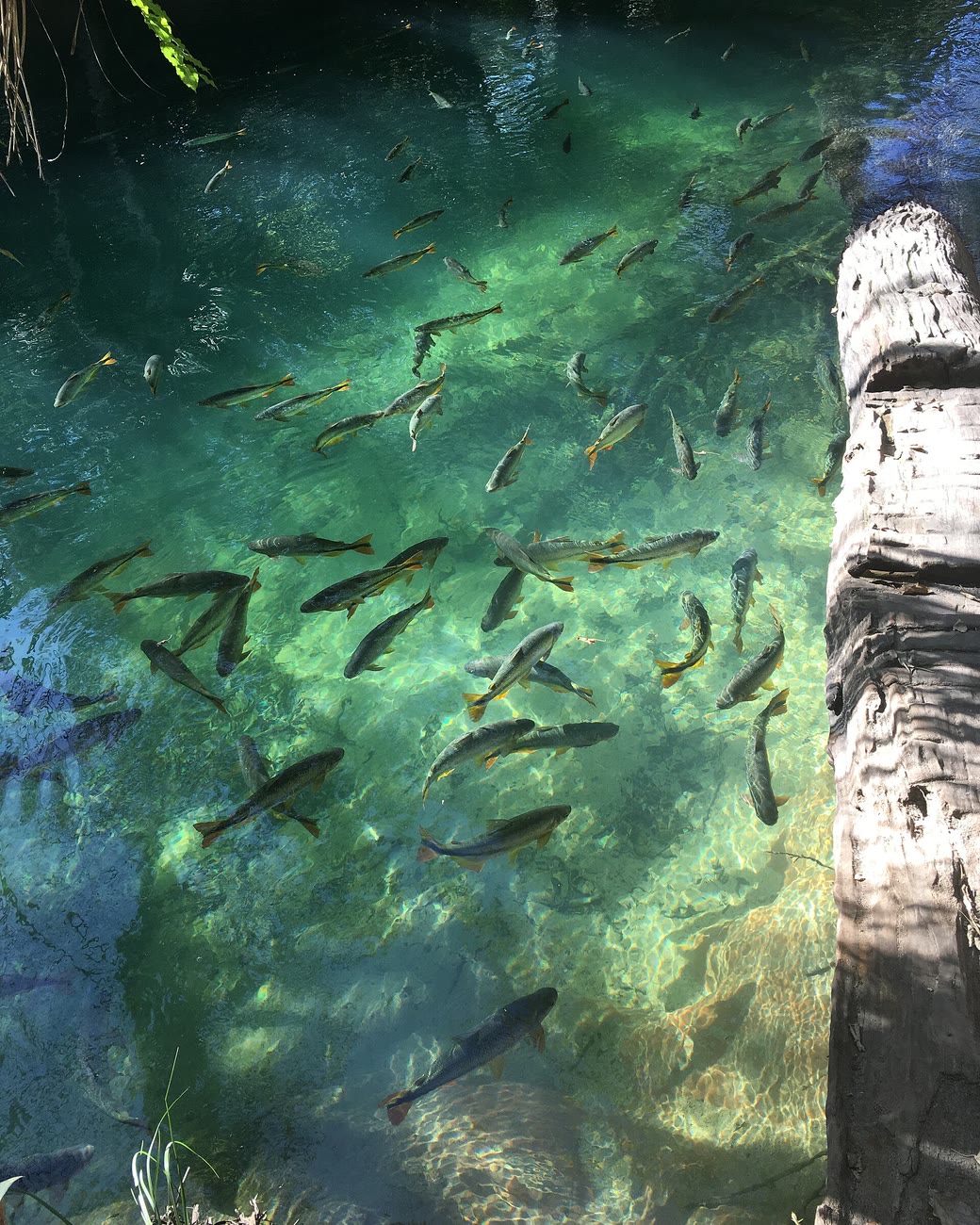 Peixes nadando num rio de água transparente e esverdeada, ao lado de um tronco