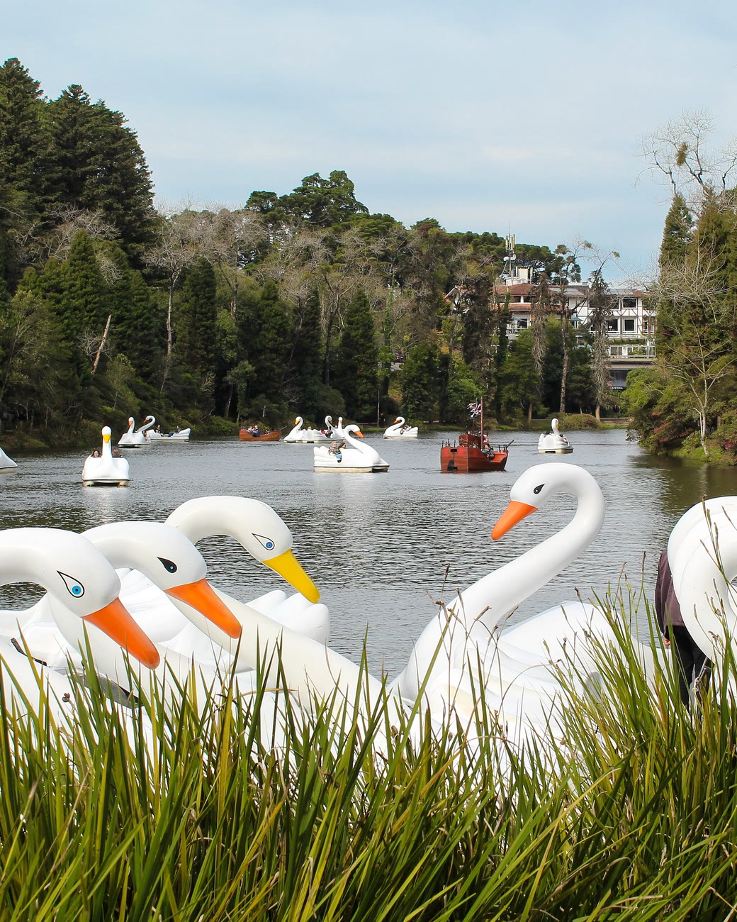 Pedalinhos brancos em forma de cisne num lago cercado de pinheiros e mata